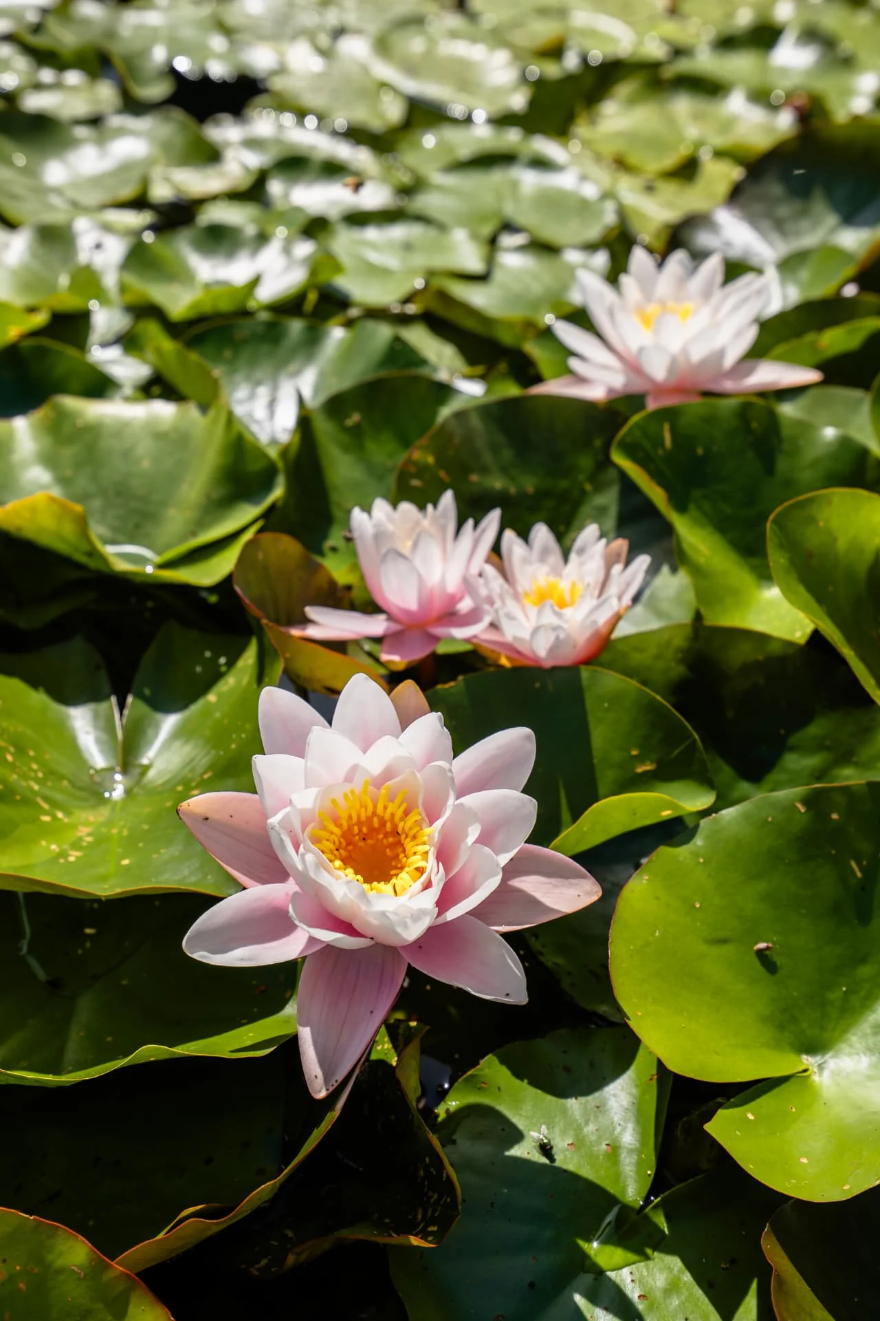 Naturschwimmteich (ohne Chemikalien, ungeheizt)


Natural swimming pond (naturally filtered without any chemicals, not heated) – Haus Sibylle